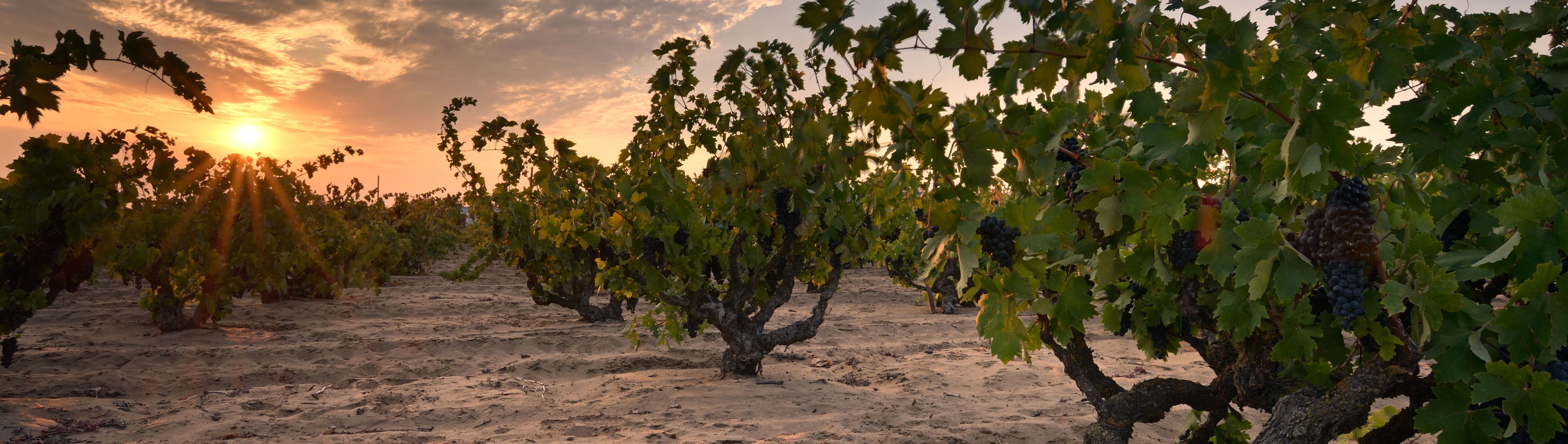 Bedrock Wine Co.