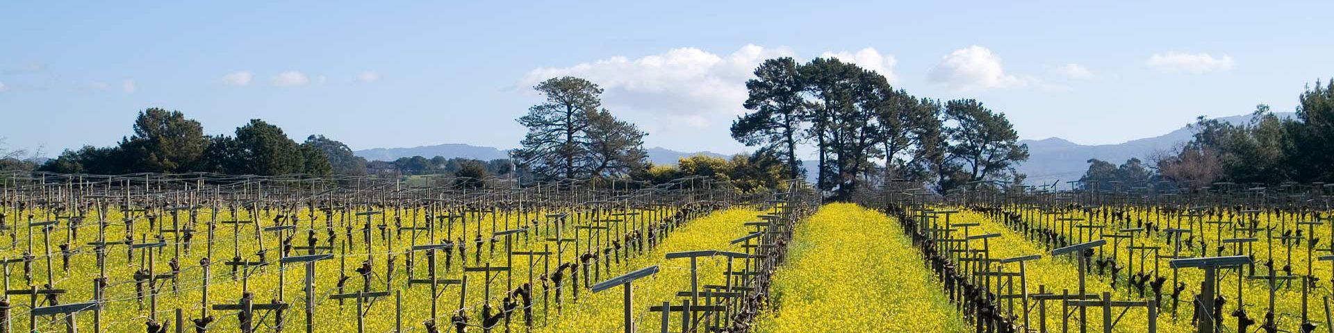 Hyde de Villaine Wines