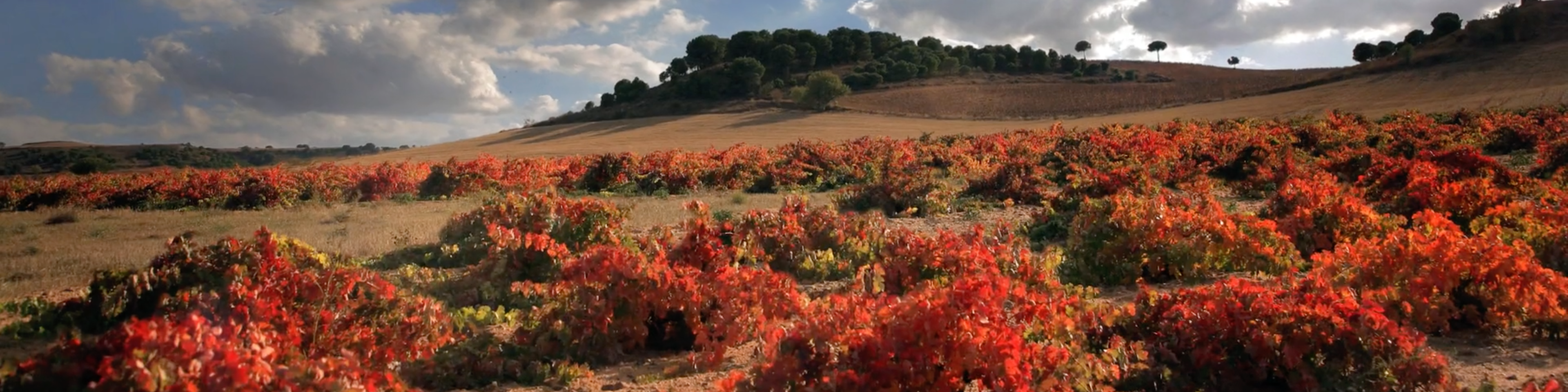 Bodegas Sierra Cantabria