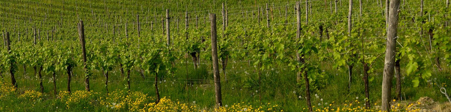 Biancavigna Società Agricola