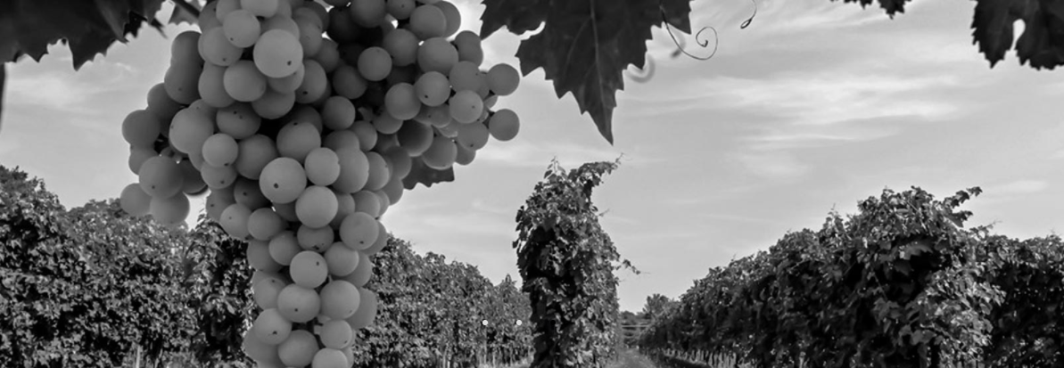 Cantina di Custoza