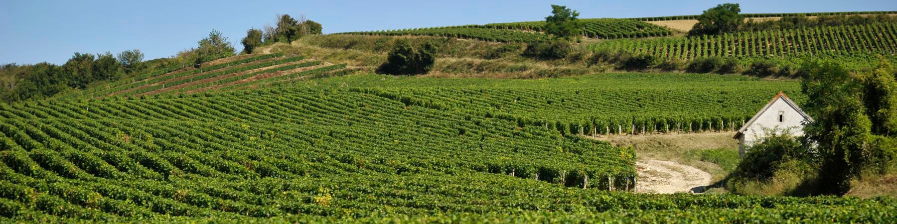 Domaine Cédrick Bardin