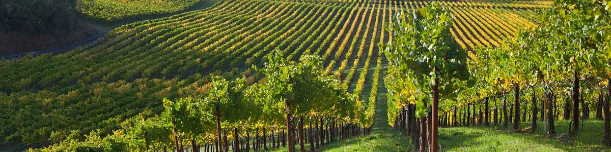 Chalk Hill Winery